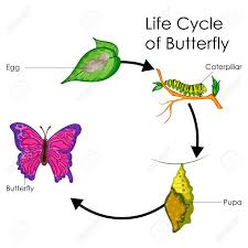 Education Chart Of Biology For Life Cycle Of Butterfly Diagram