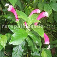 Image result for Mimulopsis solmsii