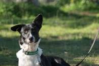 Image result for stray puppy found in australian