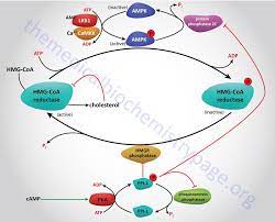Cholesterol Synthesis Metabolism Regulation Cholesterol Cholesterol Medications Cholesterol Remedies