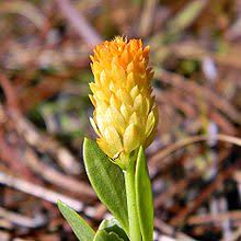 Image result for Polygala macrostigma