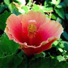 Image result for Grewia rugosifolia