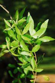 Image result for Searsia gueinzii