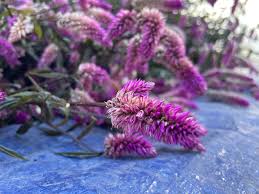 Image result for Celosia