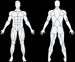 Interactive Muscle Chart Back Diagram Muscles Anatomy