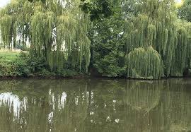Figures, angels, ornaments, plaques, nativities All About Willow Tree Varieties Willow Trees For Sale Uk