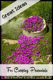 These are all the low growing, spreading, creeping and stepable plant varieties we offer and ship that are cold hardy and will grow in usda plant hardiness zones 5a and/or 5b. Great Ideas For Creeping Perennials Plants Planting Flowers Garden Inspiration