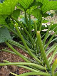 We did not find results for: Xylem Up And Phloem Down Plant Structures Of Zucchini Squash Soil Water Garden