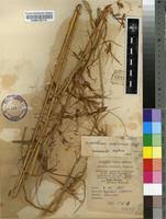 Image result for Hyparrhenia subplumosa