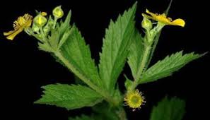 Image result for Eriosema pentaphyllum