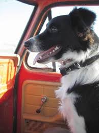 Keep reading to find out its pros and cons. Heartbeatoz Via Inspired Design Border Collie Border Collie Dog Collie Dog