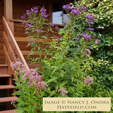 Image result for Vernonia turbinella