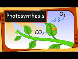 3rd grade science worksheets pdf. Science Plant S Food And Photosynthesis English Youtube