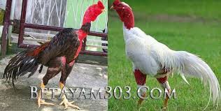 Ayam Saigon Vietnam Vietnam Ayam