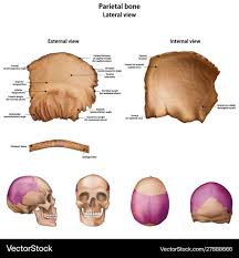 Image result for Parietal Bone