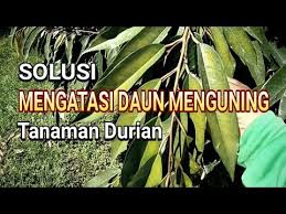 Beli bibit durian montong online berkualitas dengan harga murah terbaru 2021 di tokopedia! Solusi Menangani Daun Menguning Tanaman Durian Youtube