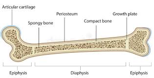 The covering of a bone. Bone Anatomy Labeled Diagram Stock Vector Illustration Of Femur Medicine 39897546