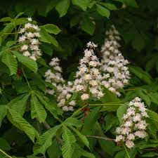 Huge collection, amazing choice, 100+ million high quality, affordable rf and rm images. Horse Chestnut Tree Care And Growing Guide