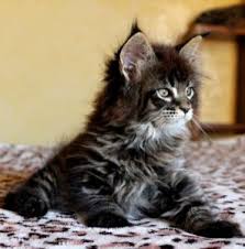 Feral cats) boast tabby coats. Black Kitten With White Undercoat Novocom Top