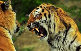 Angry Tiger Hd Wallpapers Angry Tiger Tiger Wallpaper Angry Wallpapers