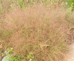 Image result for Eragrostis exasperata