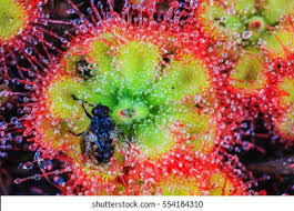 Image result for Drosera burkeana