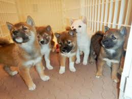 Maybe you would like to learn more about one of these? Awesome Akc Shiba Inu Puppies Three Still Available For Deposit For Sale In Durham North Carolina Classified Americanlisted Com