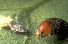 Comment éliminer, traiter, lutter naturellement la cochenille ? Comment Traiter Les Cochenilles