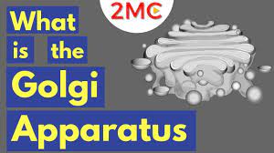 The Golgi Apparatus Structure And Function The Endomembrane System Youtube
