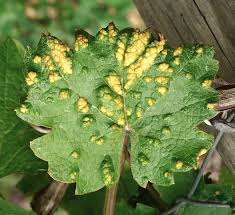 Image result for Colomerus vitis