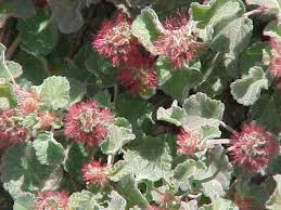 Image result for Acalypha manniana