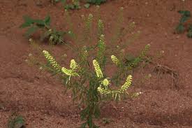 Image result for Lepidium bonariense