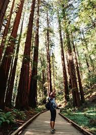 Muir Woods Will Make You Hike Deeper Hiking Pictures Hiking Photography Muir Woods California