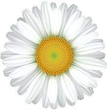 Daisy Flower Transparent Clip Art Image Art Images Clip Art Flower Painting