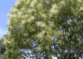 Image result for Sophora inhambanensis