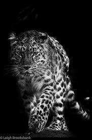 Black And White Cheetah Photography Leopard Panthere Animals Animals Beautiful Beautiful Cats