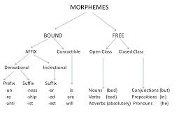 What Is Morphology Diagram Of Morpheme Adverbs