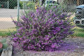 The reason you do not. Leucophyllum X Heavenly Cloud Texas Ranger Texas Sage Mountain States Wholesale Nursery