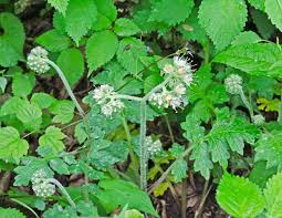 Image result for Hydrophyllaceae