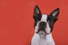 White, cream, fawn (ranging from light fawn to a red fawn), or any combinations of. Red Eyes Dog Stock Photos Offset