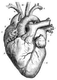 See more ideas about easy heart drawings, heart diagram, biology diagrams. Heart Drawing Diagram Of A Human Heart For Kids Lovetoknow Art De L Anatomie Humaine Coeur Humain Dessin Dessin Crane