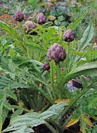 Powdery mildew, verticillium wilt, and botrytis rot are common during rainy weather. Annie S Annuals Perennials Yikes Page Not Found Plants Edible Garden Edible Gardens