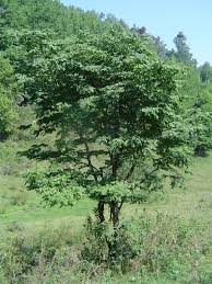 Image result for Dalbergia acutifoliolata
