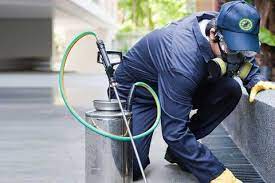 Do you need pest control professionals in gold coast? Pest Control Termite Management Services Gold Coast Tweed Heads Pottsville