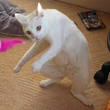 Pin De Tomei Vega En Cats On 2 Legs Mascotas Memes Memes De Animales Tiernos Meme Gato