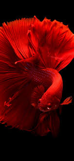 See full specifications, expert reviews, user ratings, and more. Beautiful Red Fish Tail Black Background 1242x2688 Iphone 11 Pro Xs Max Wallpaper Background Picture Image