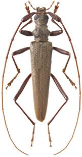 Image result for Laggera gracilis