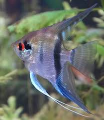 Angelfish Growth Rate Coolfish Network