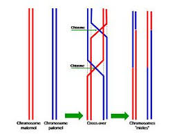 Chiasmata is the plural of chiasma. Crossing Over Facts For Kids Kidzsearch Com