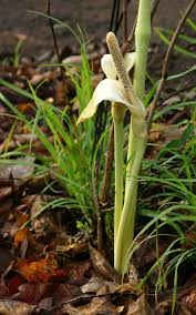 Image result for Gonatopus